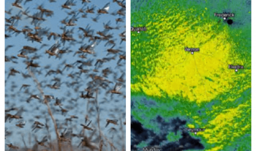 Massive Insect Swarm So Large It Appears On Weather Radar