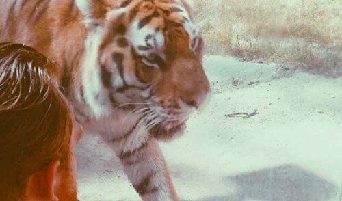 Detroit PD respond to reports of Tiger loose at Packard plant