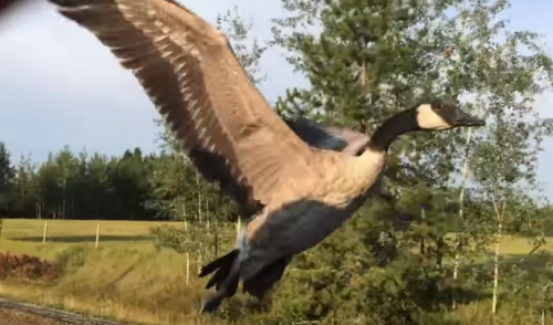 Man befriends lost goose, then leads it back to water