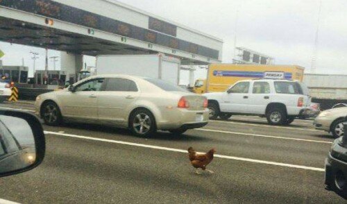 Custody battle begins over chicken that snarled traffic on San Francisco Bay